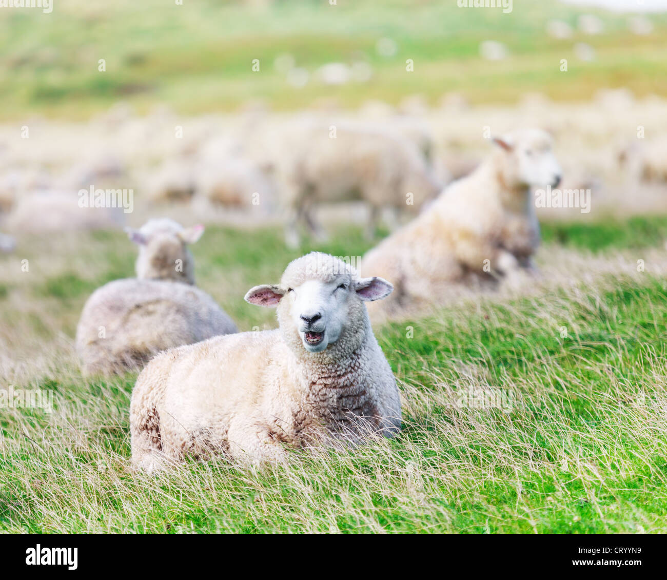 Flock of sheeps on the meadow Stock Photo - Alamy