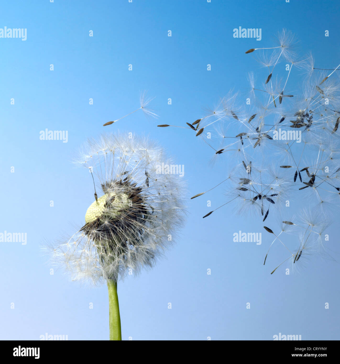 dandelion seeds in blue back Stock Photo