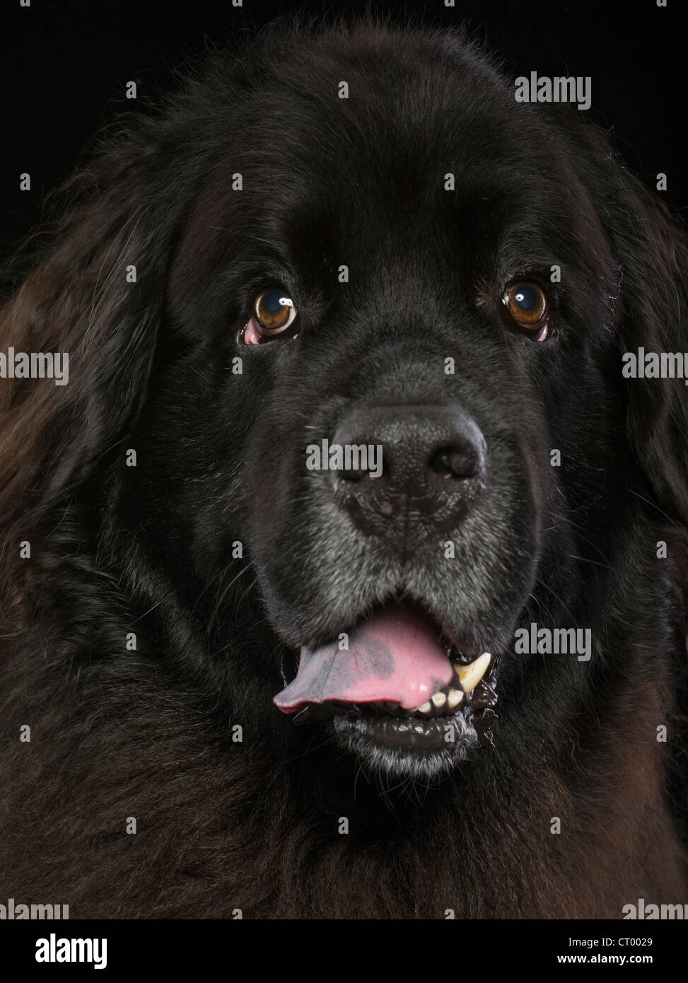 Newfoundland Dog Portrait Stock Photo