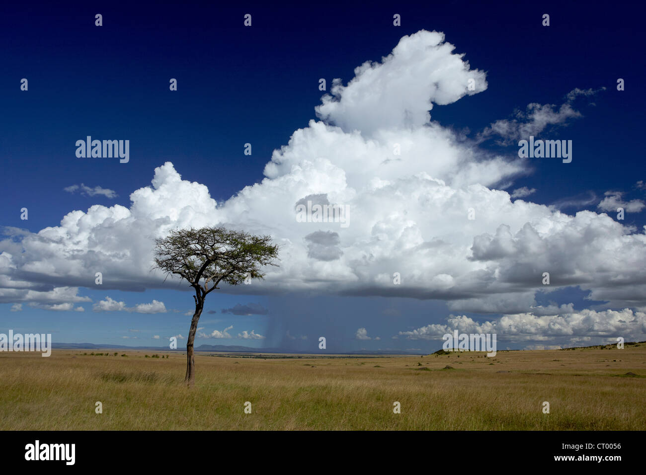 A lone tree on the plains of the masai mara, kenya Stock Photo