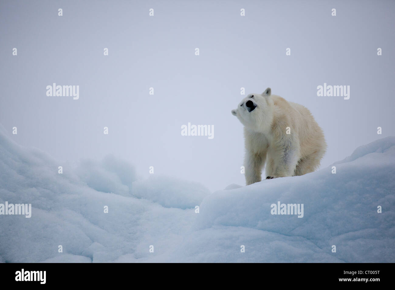 Lone polar bear on an ice floe in Svalbard, shaking the water off. Stock Photo