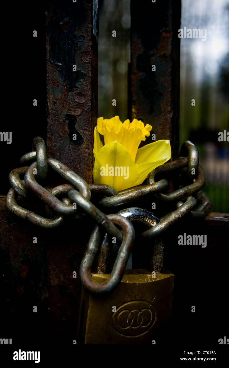 Daffodil placed in the chain securing the gate of the abandoned church in Abney Park Cemetery. Stock Photo