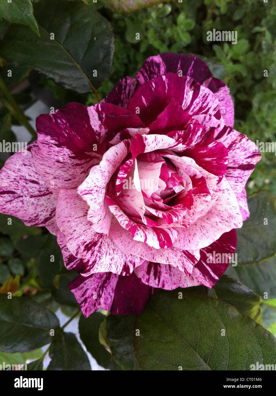 Purple/ pink/ white marbled rose flower macro on a natural green foliage back drop Stock Photo
