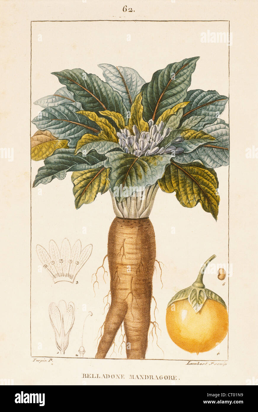BELLADONNA Stock Photo Alamy