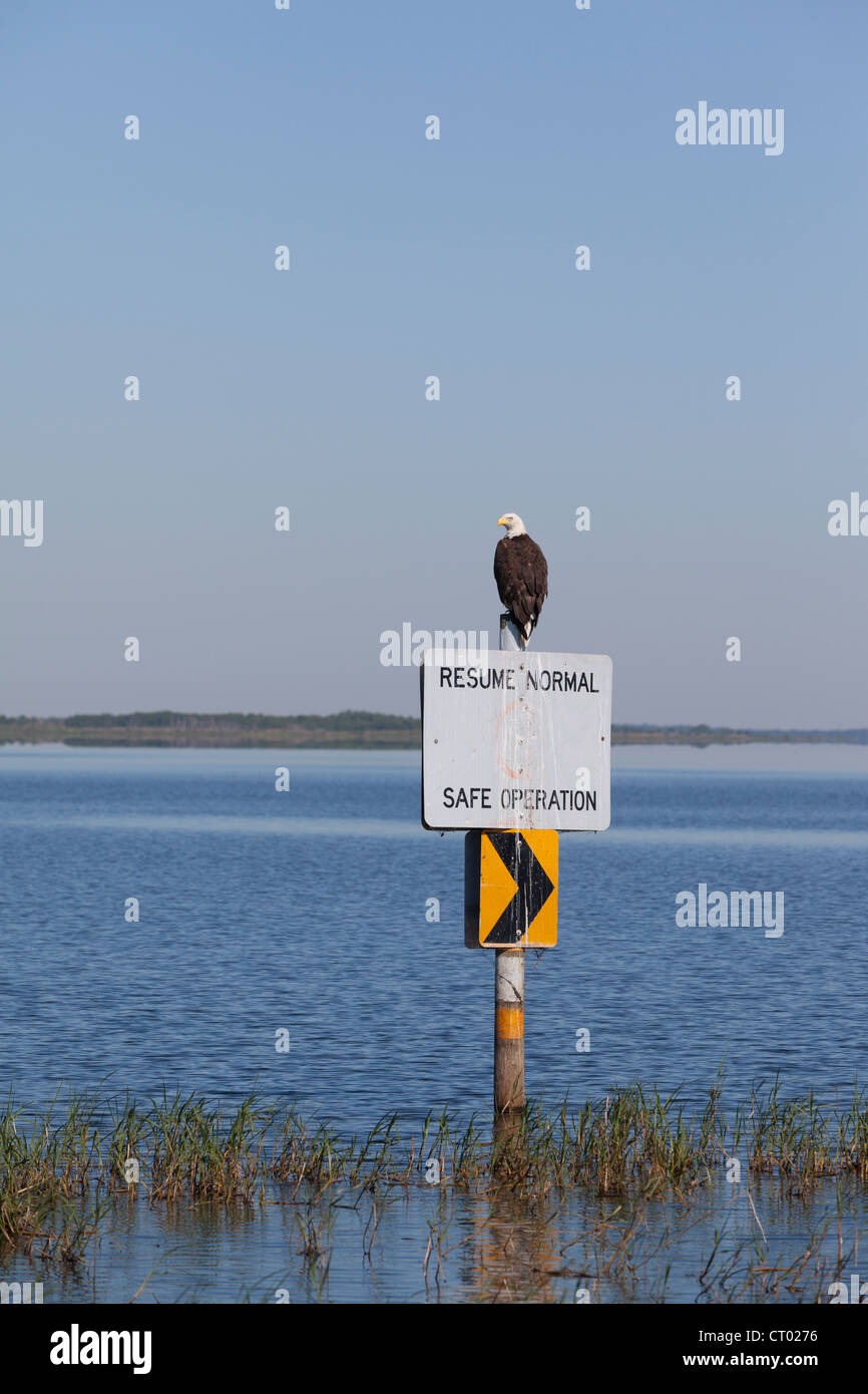 Bald eagle on boating sign at Lake Kissimmee, Florida Stock Photo Alamy