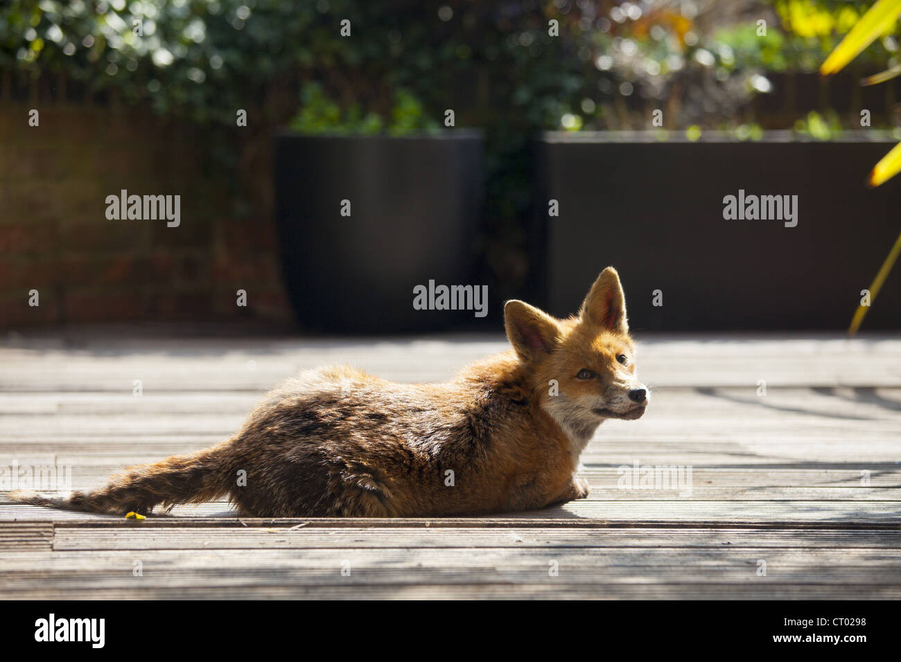 Urban fox, Vulpes vulpes, sunbathing on decking in a city garden in Hampstead, London Stock Photo
