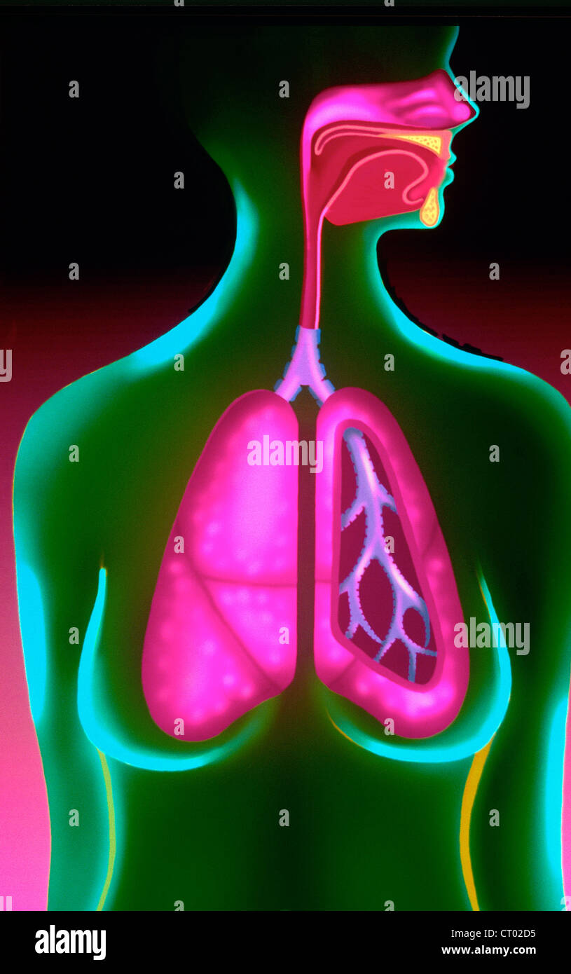 Laryngeal tube hires stock photography and images Alamy