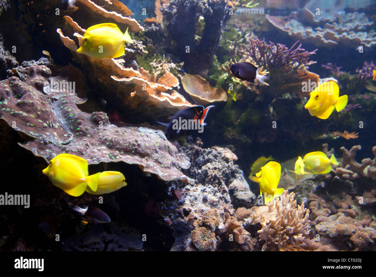 London Aquarium tank - UK Stock Photo