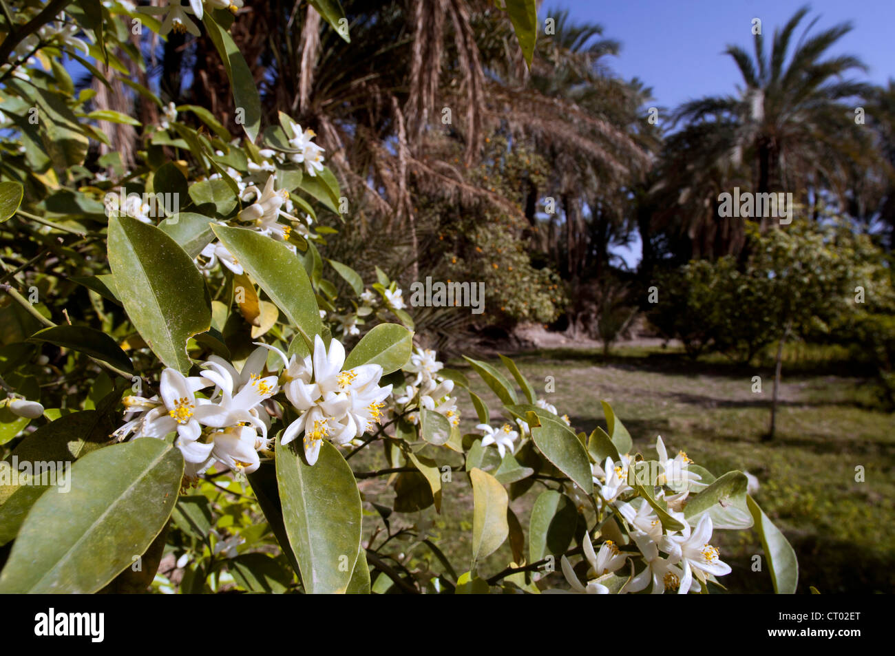 Flowers of iran hires stock photography and images Alamy
