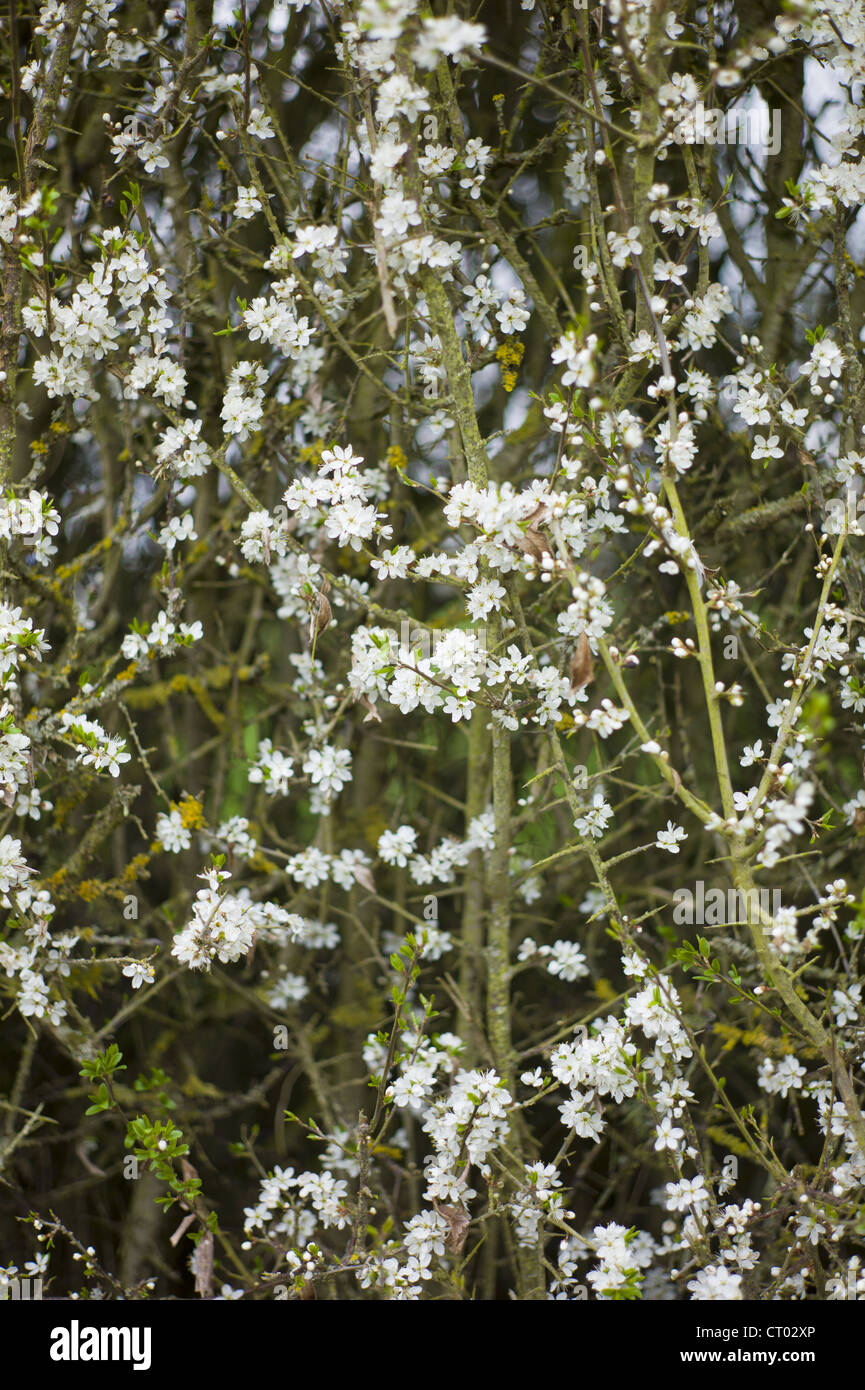 Hawthorn blossom, Crataegus monogyna, in springtime in Swinbrook in the Cotswolds, Oxfordshire, UK Stock Photo