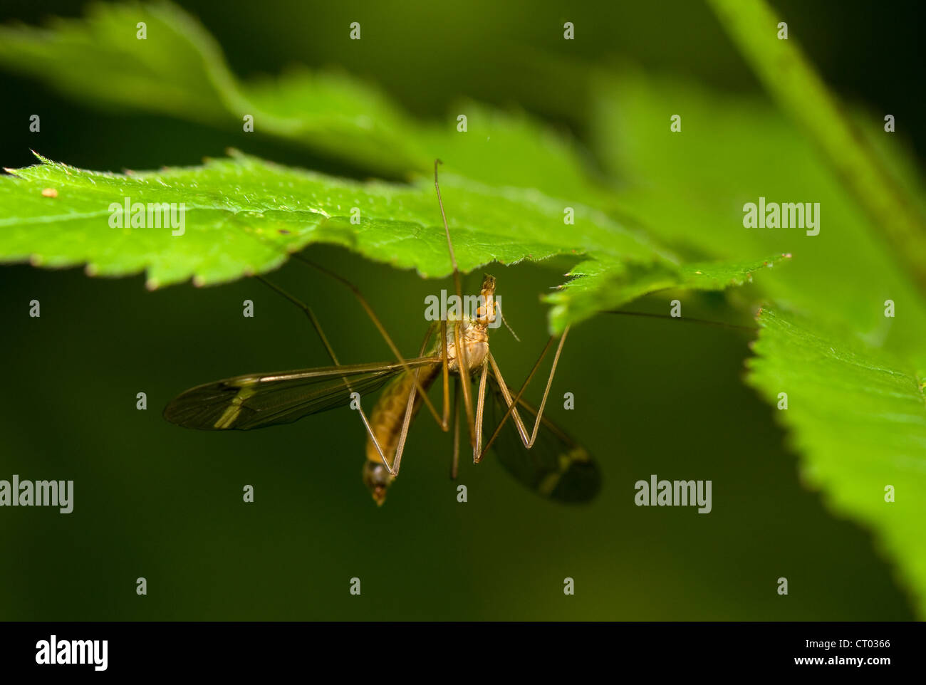 Tipulidae macro insect hi-res stock photography and images - Alamy