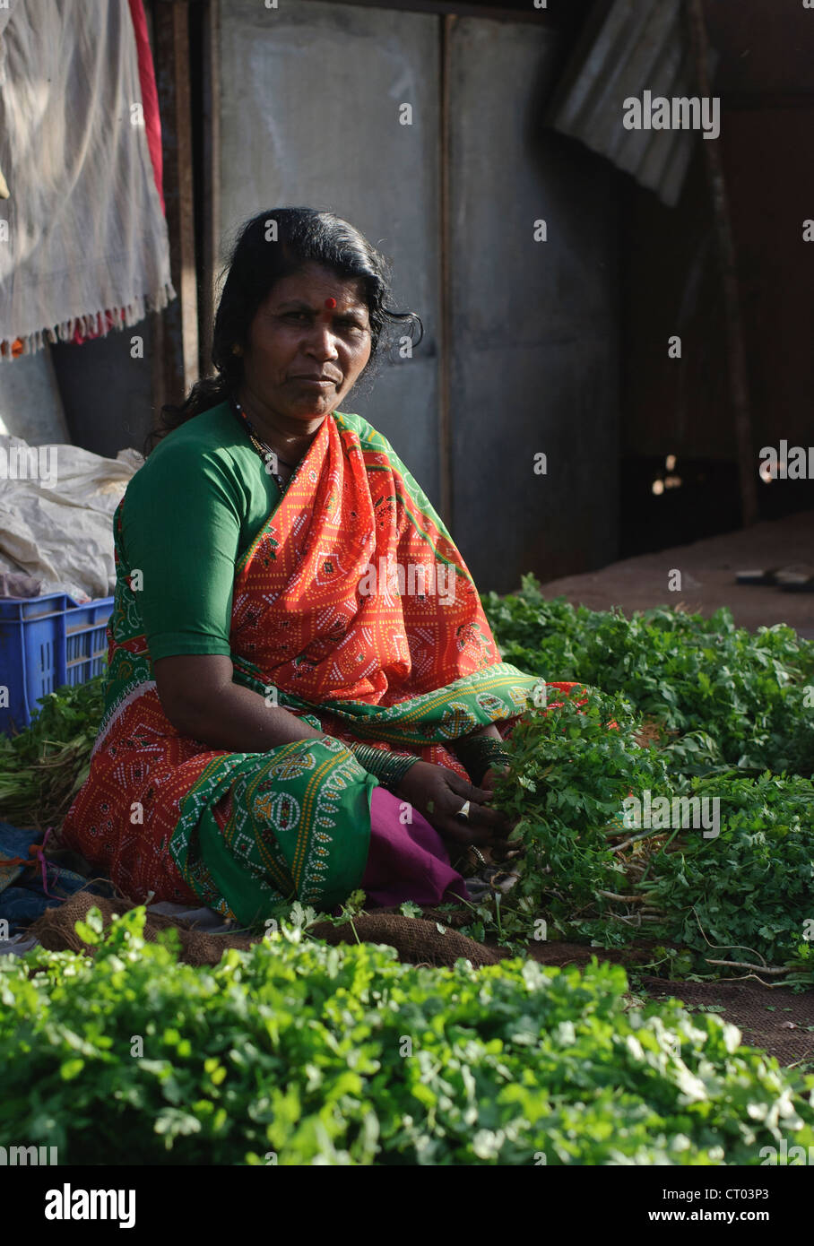 15th May, 2008. Nasik, India. An Indian market trader sells cilantro at a Nasik market, India. Stock Photo