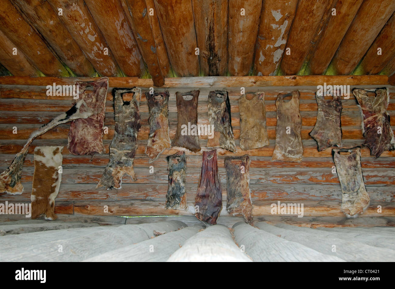 Animals skins drying hi-res stock photography and images - Alamy