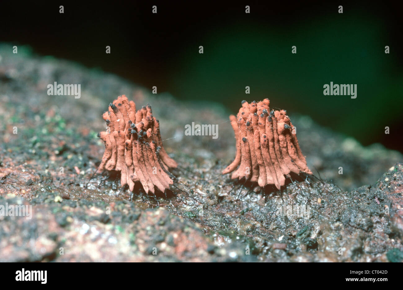 Slime mould (Stemonitis herbatica) fruiting clusters on a log UK Stock Photo