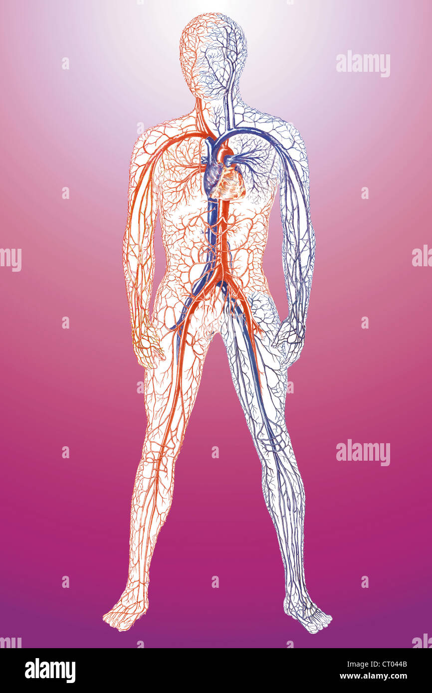BLOOD CIRCULATION ILLUSTRATION Stock Photo Biology Diagrams