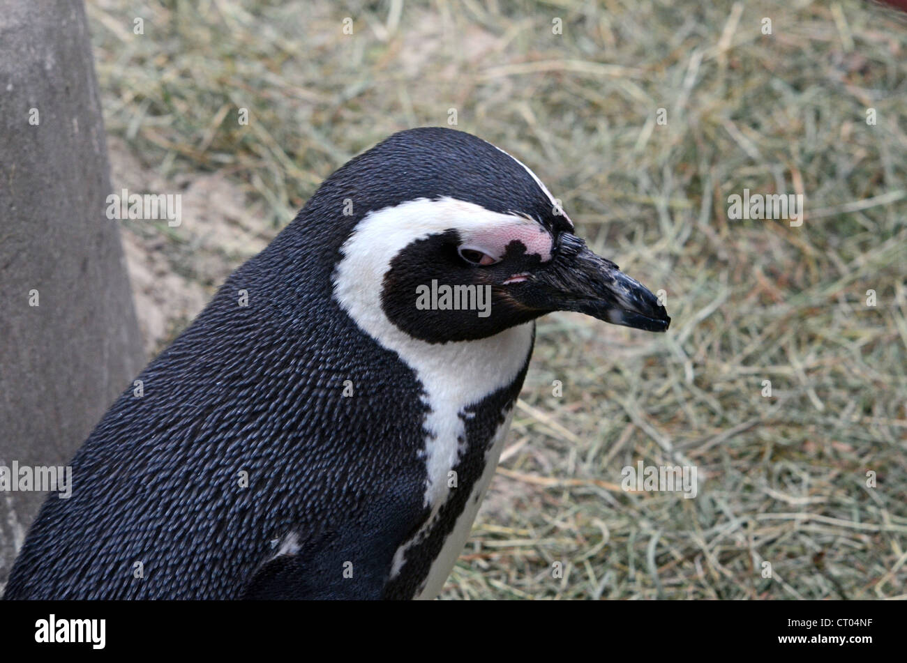 Animals from the Wilhelma Zoo in