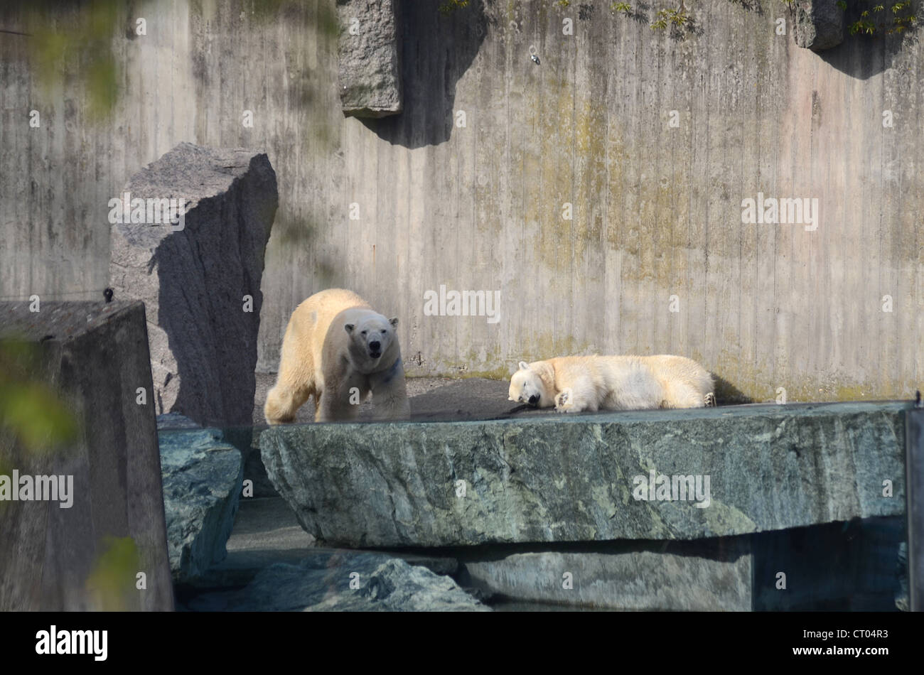 Animals from the Wilhelma Zoo in