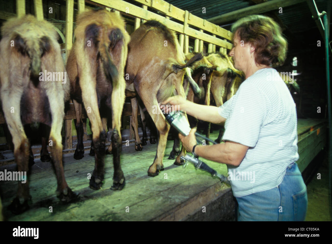nyc animal breeder nyc animal breeder