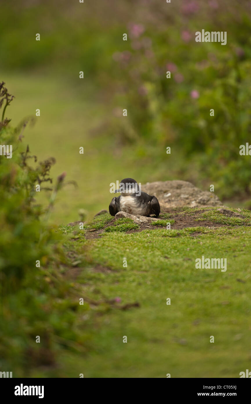 Manx Shearwater in daytime, Stock Photo