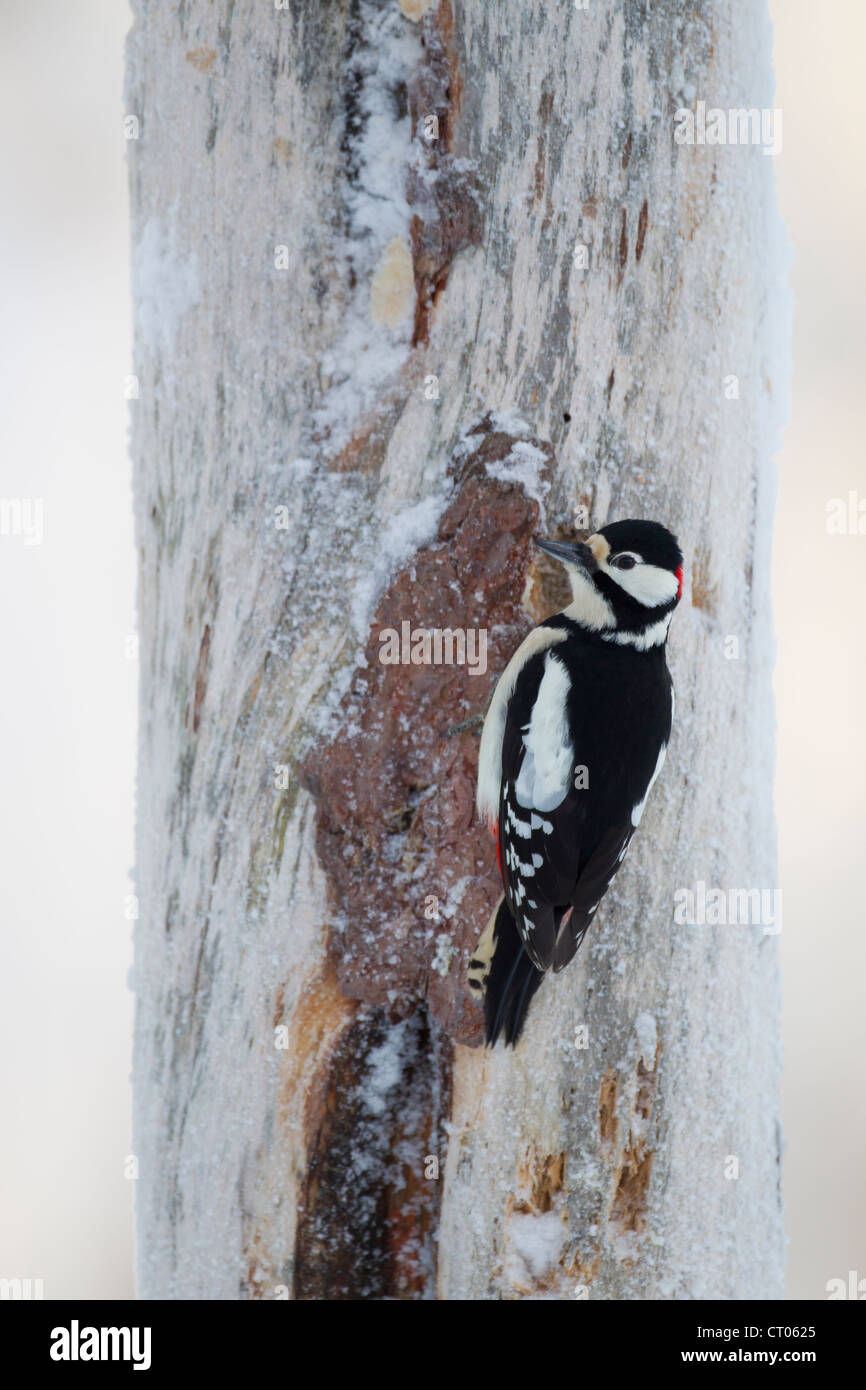 Great Spotted Woodpecker Dendrocopus major poised on branch at Kuusamo, Finland in February. Stock Photo