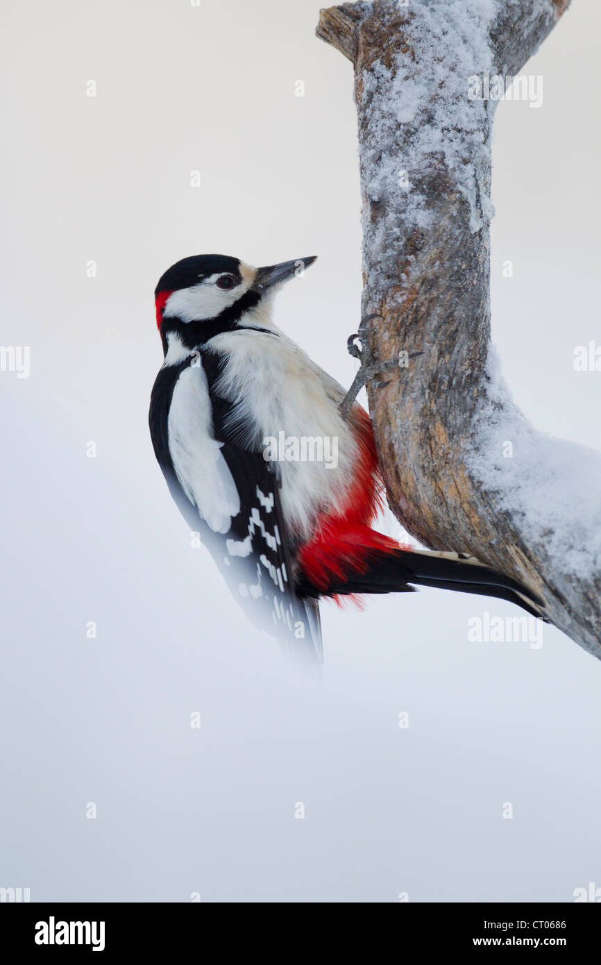 Great Spotted Woodpecker Dendrocopus major poised on branch at Kuusamo, Finland in February. Stock Photo