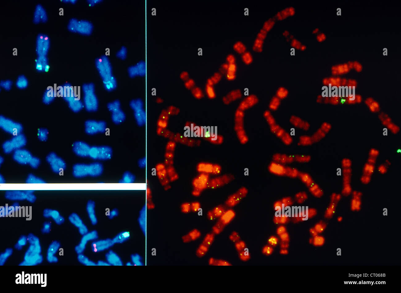 GENE THERAPY Stock Photo Alamy