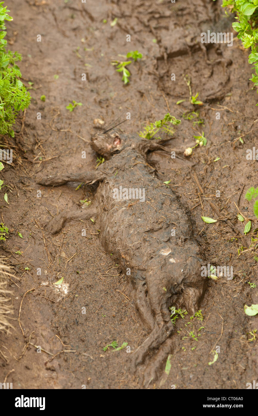Mud pathway hires stock photography and images Alamy