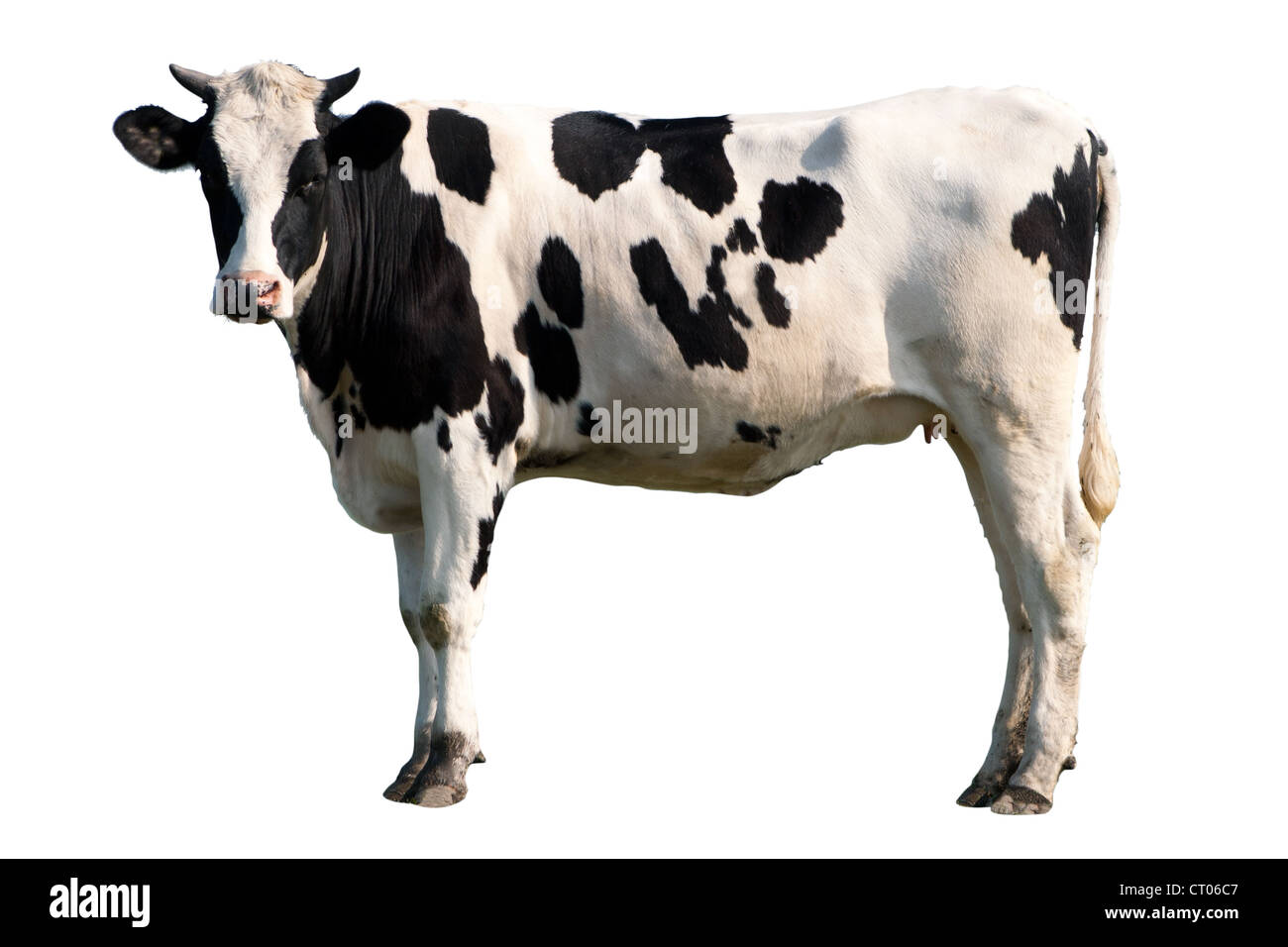 Black and white cow isolated Stock Photo