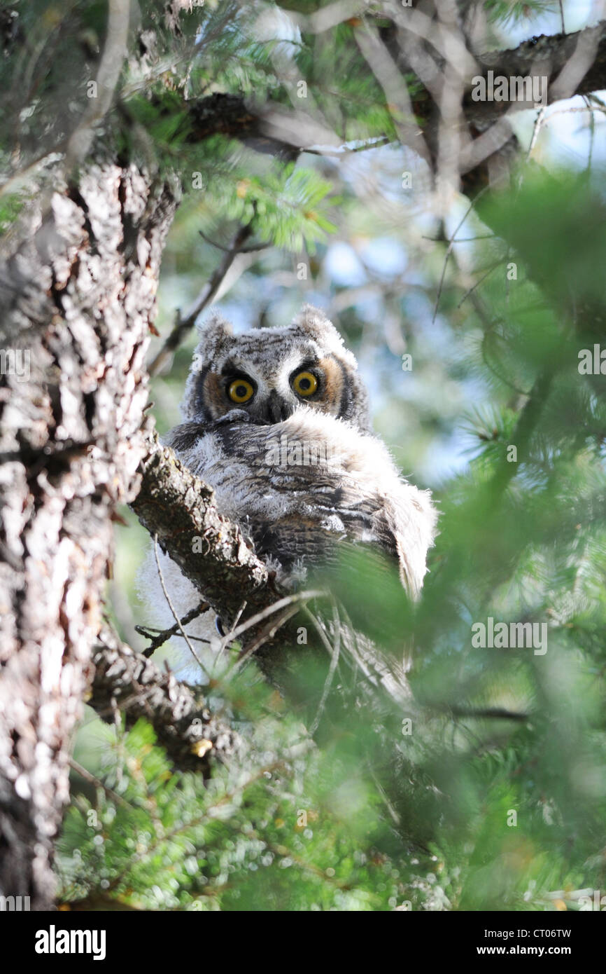 Baby Great Horned Owl Stock Photo Alamy