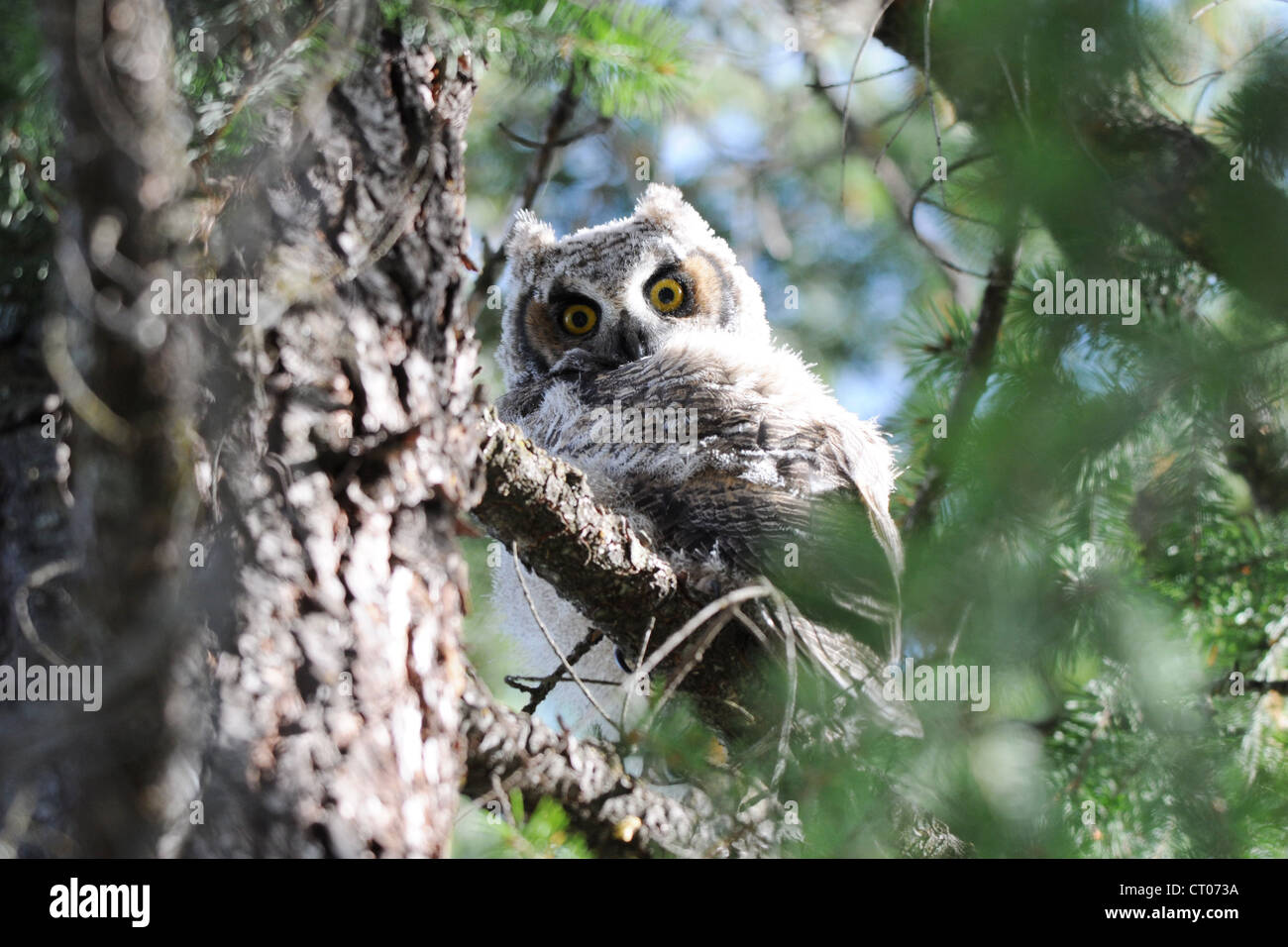 Baby Great Horned Owl Stock Photo Alamy