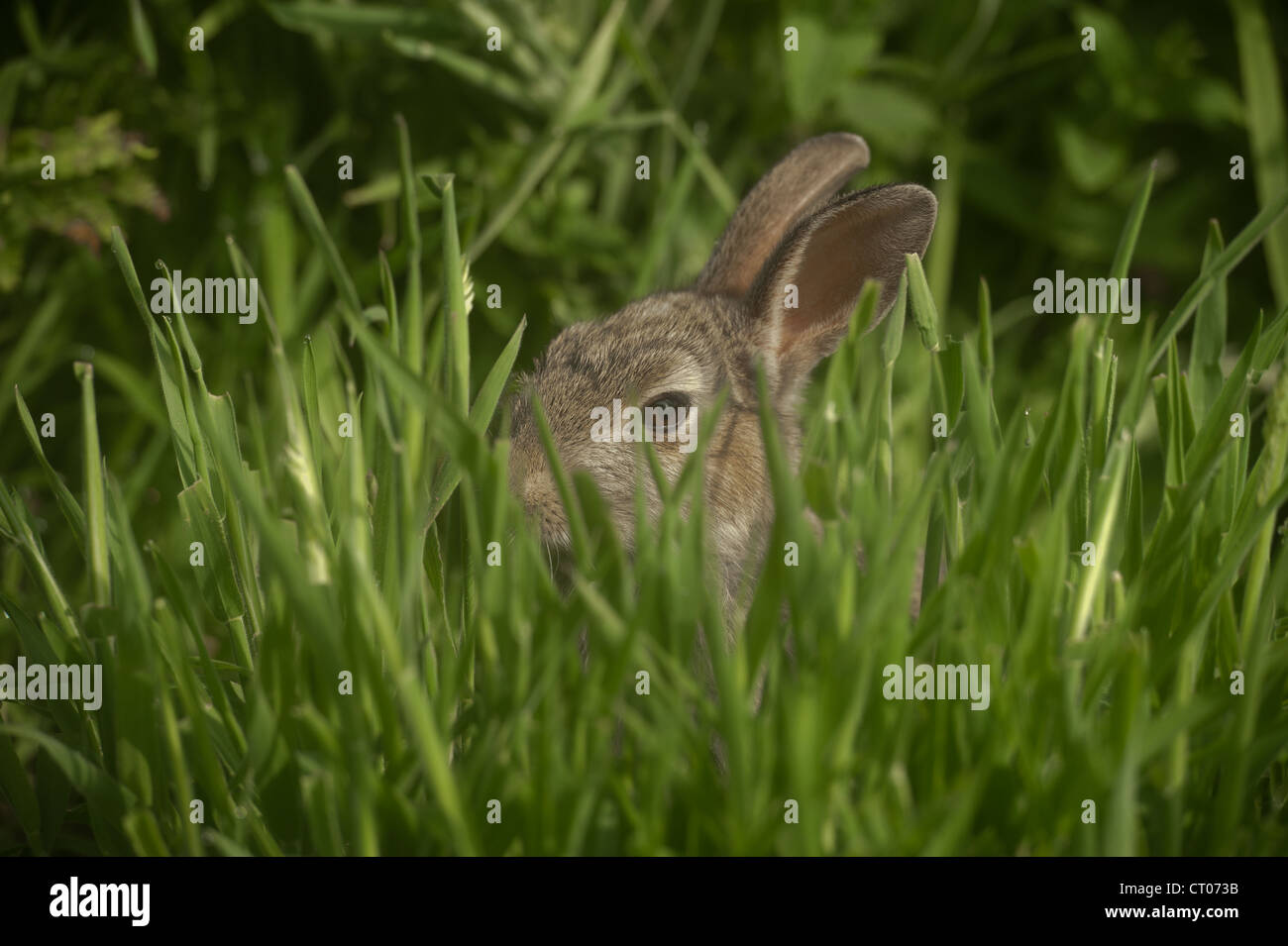 Rabbits hiding in grass Stock Photo Alamy