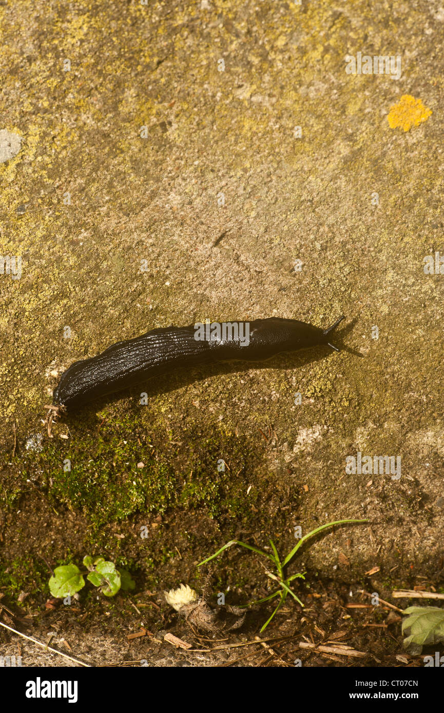 Terrestrial Slug Stock Photos & Terrestrial Slug Stock Images Alamy