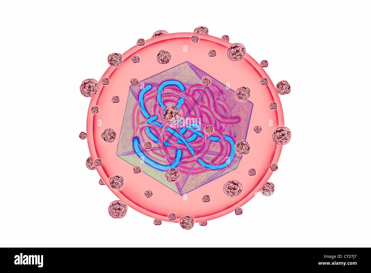 HEPATITIS B VIRUS, DRAWING Stock Photo Alamy
