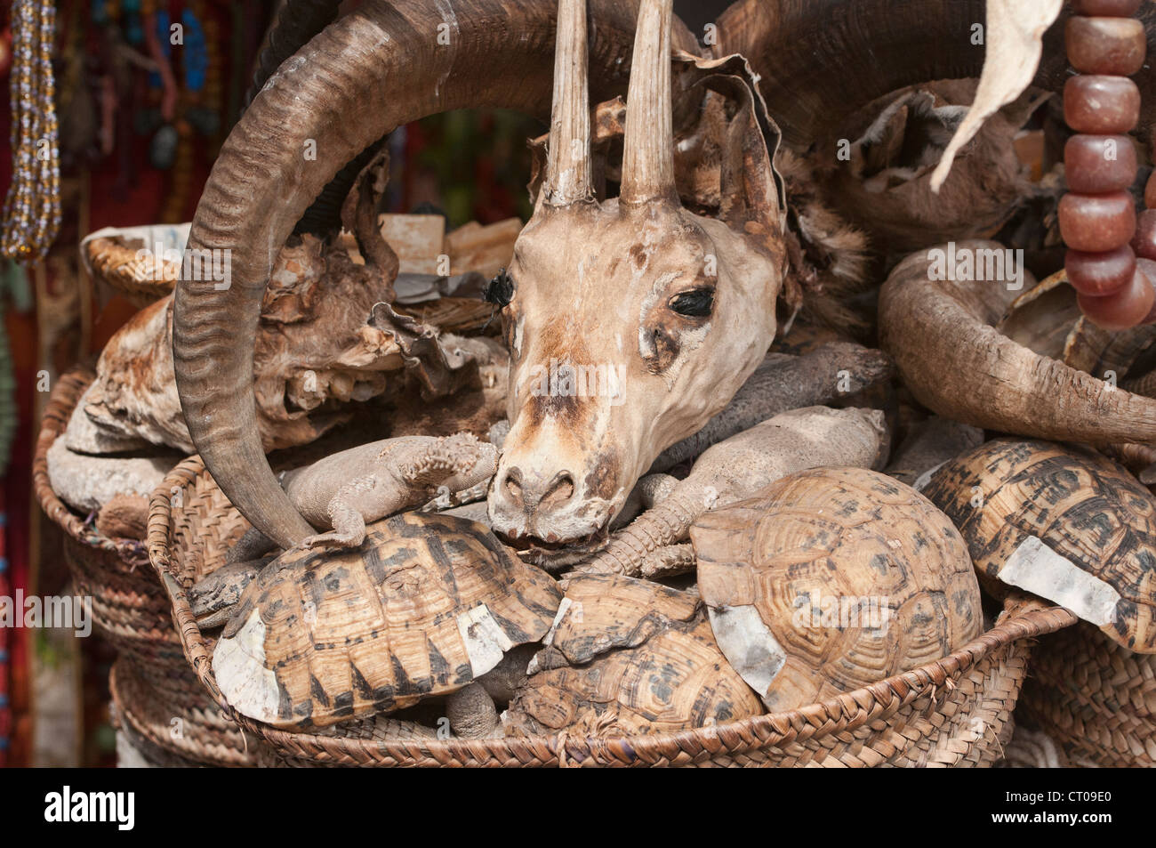 animal skulls in the spice souks of Marrakech, Morocco Stock Photo