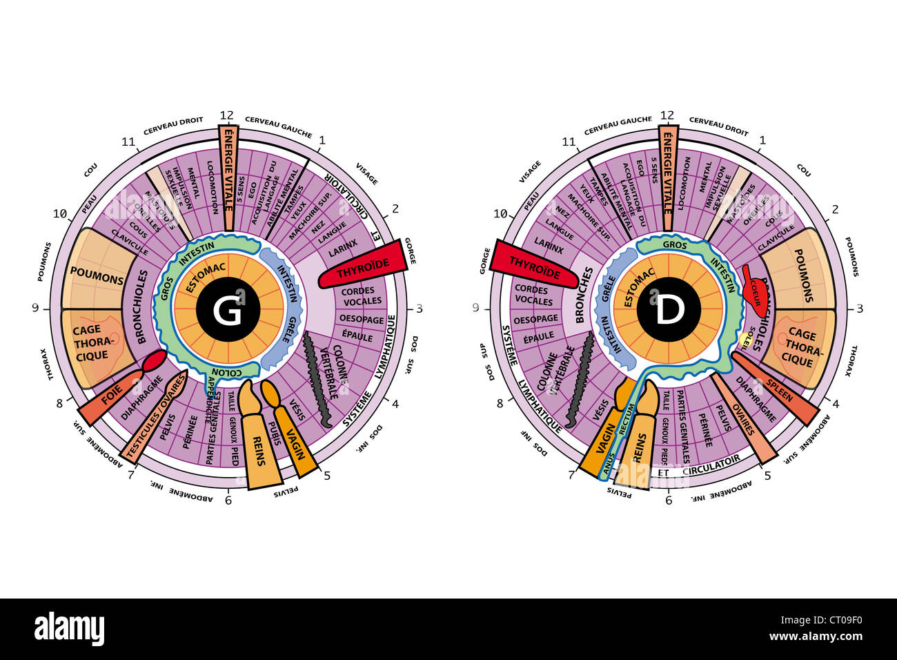 IRIDOLOGY DRAW Stock Photo