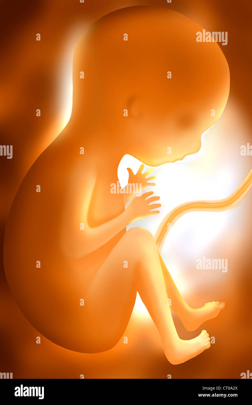 5 month fetus hi-res stock photography and images - Alamy