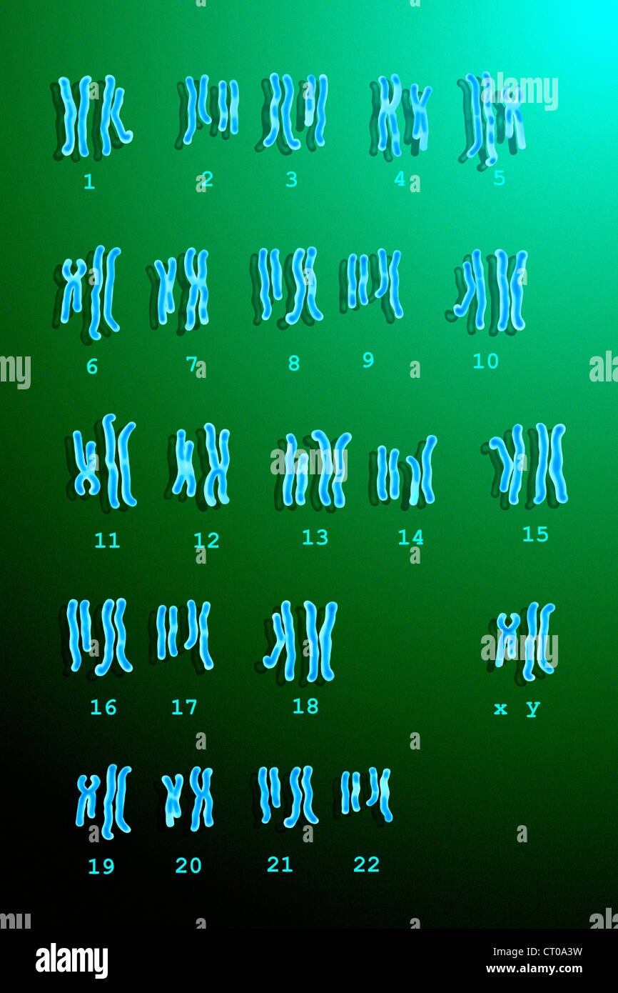 MALE CARYOTYPE Stock Photo