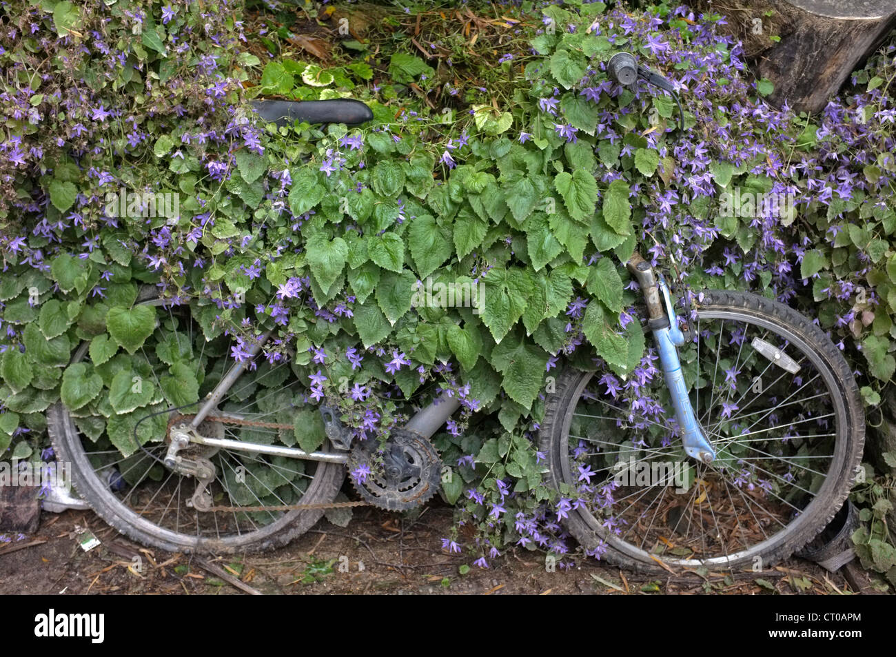 A disused bicycle overgrown by foliage Stock Photo