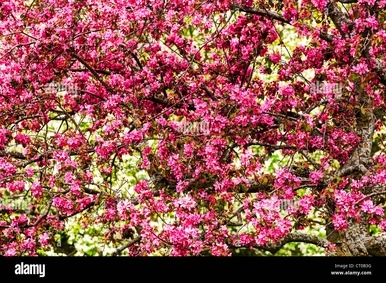 Apple trees in bloom hires stock photography and images Alamy