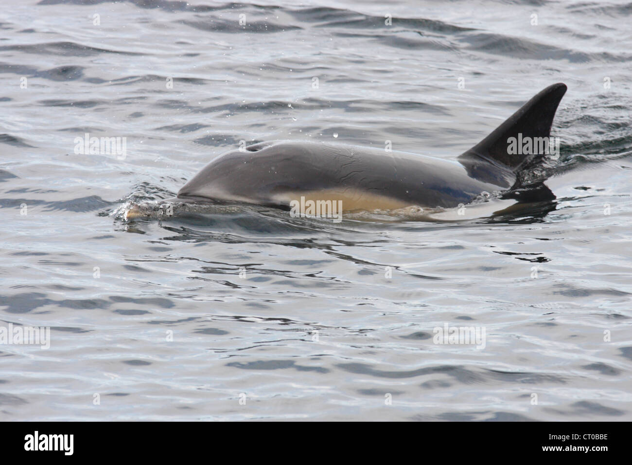 Common dolphin (Delphinus delphis), Loch Gairloch, Scottish West Coast, Scotland, UK Stock Photo