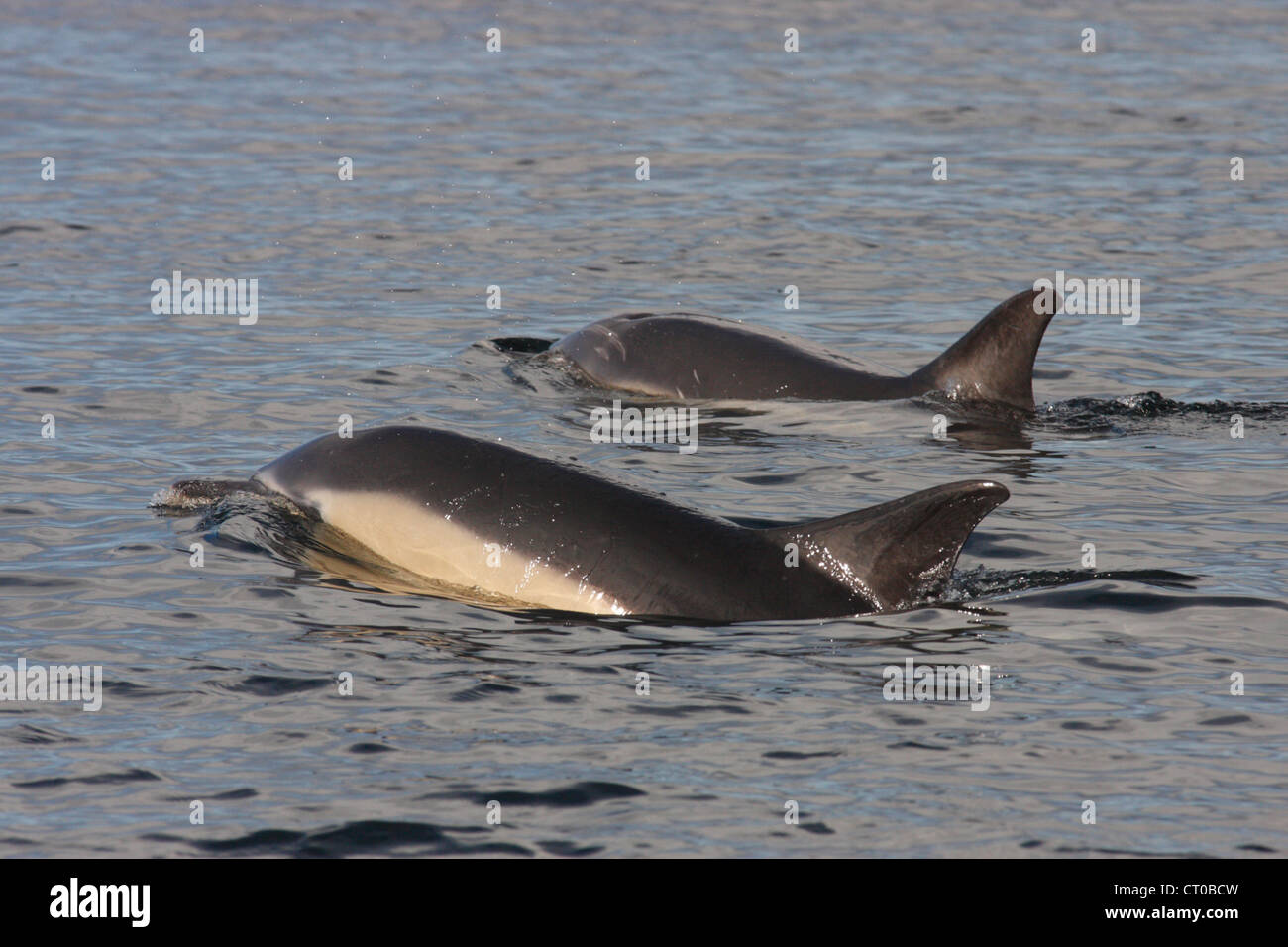 Common dolphins (Delphinus delphis), Loch Gairloch, Scottish West Coast, Scotland, UK Stock Photo