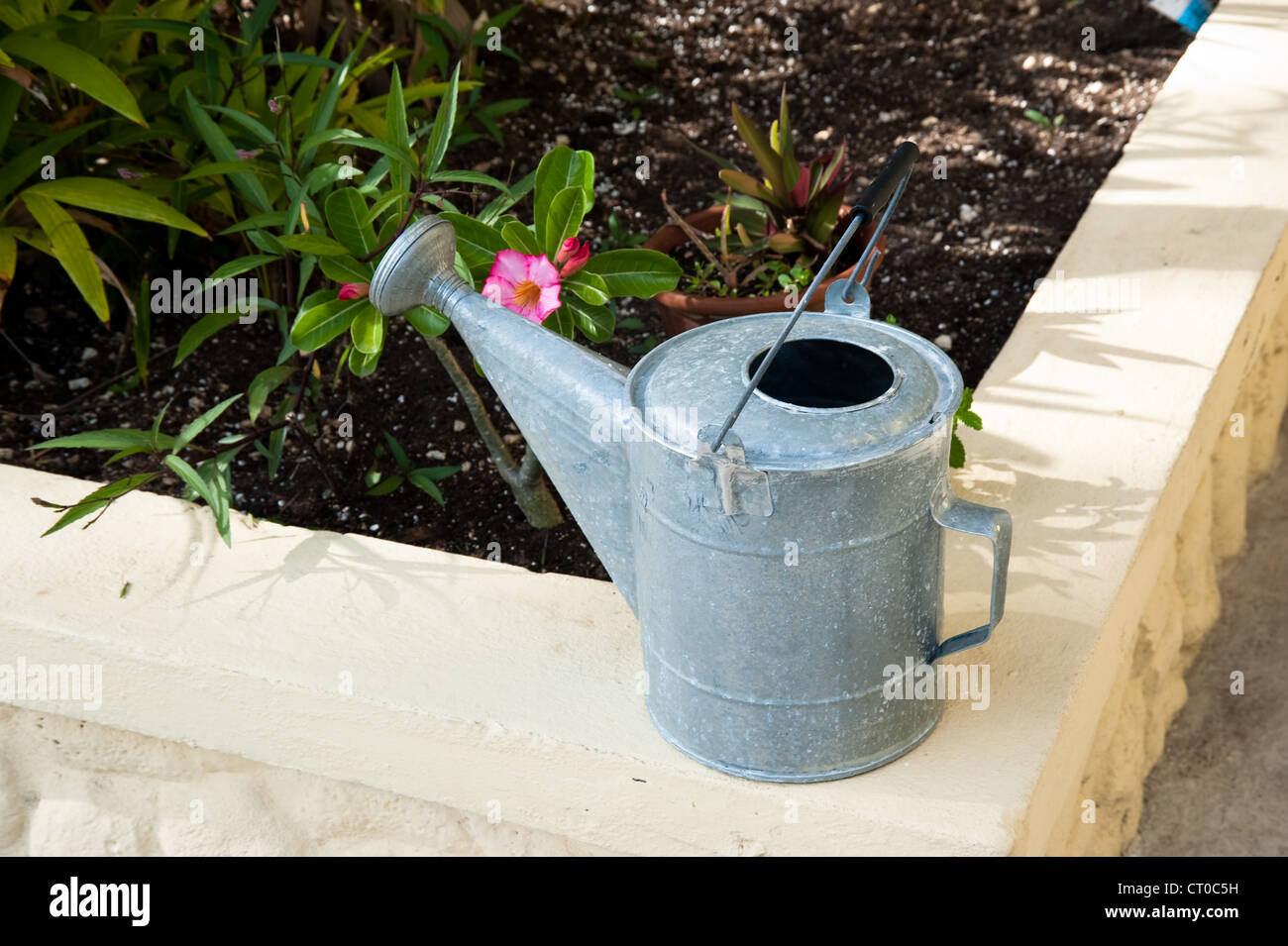 Watering can in Caribbean garden Stock Photo