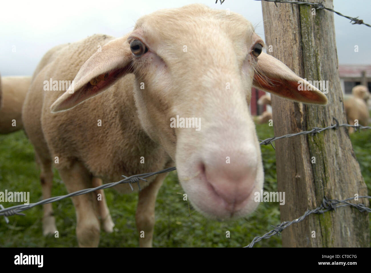 Sheep diseases hires stock photography and images Alamy