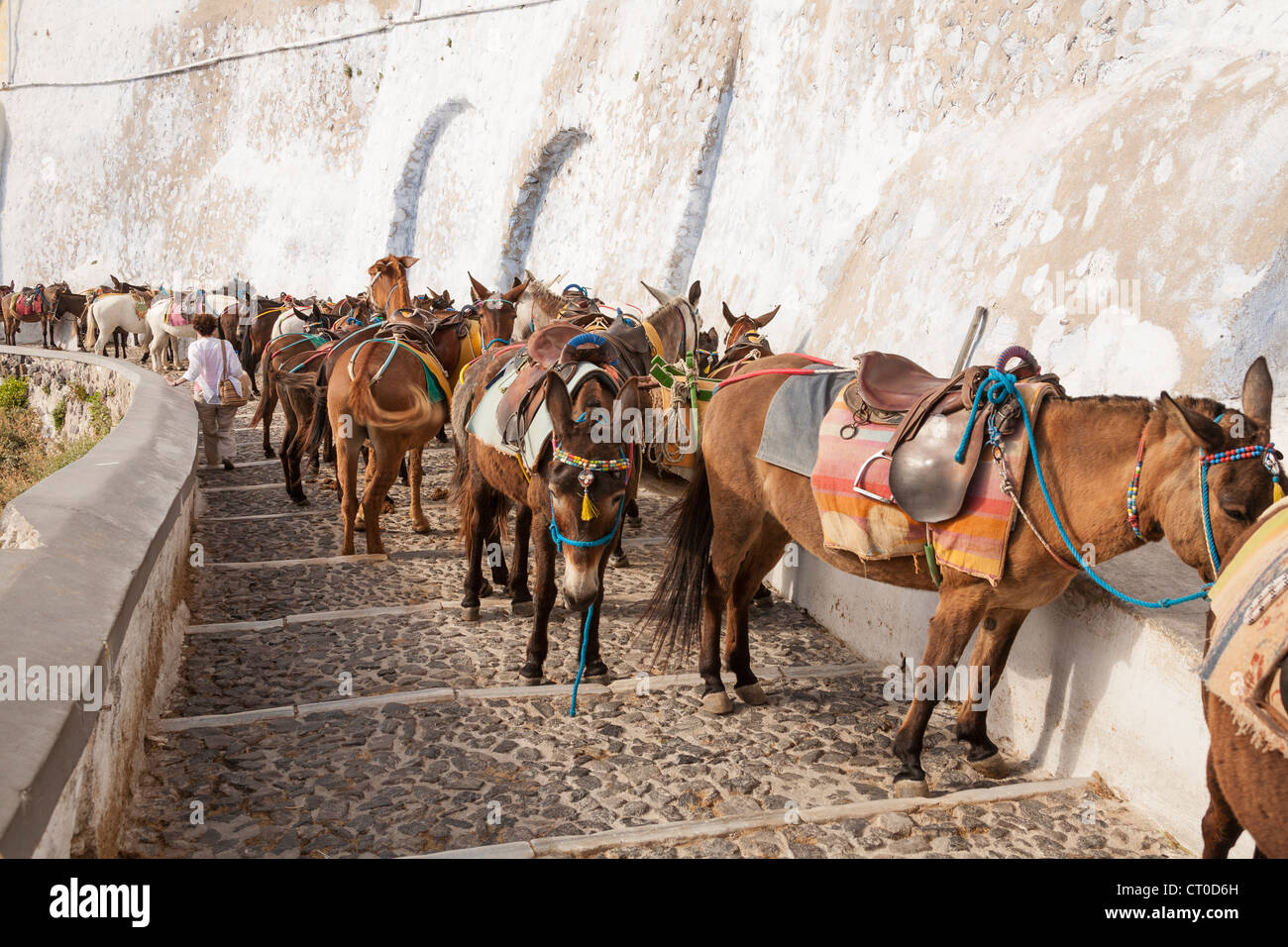 Donkeys on the steps leading down from Fira to Skala, Santorini, Greece
