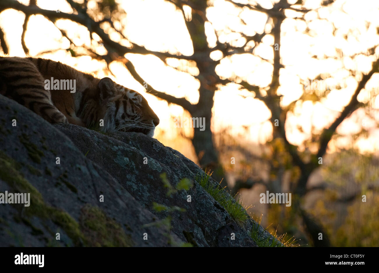 Female Amur tiger lying on rocks at dawn Stock Photo