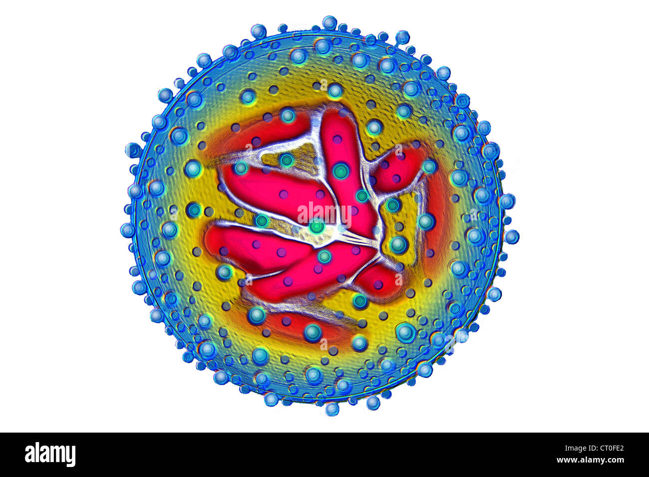 Influenza virus virions hi-res stock photography and images - Alamy