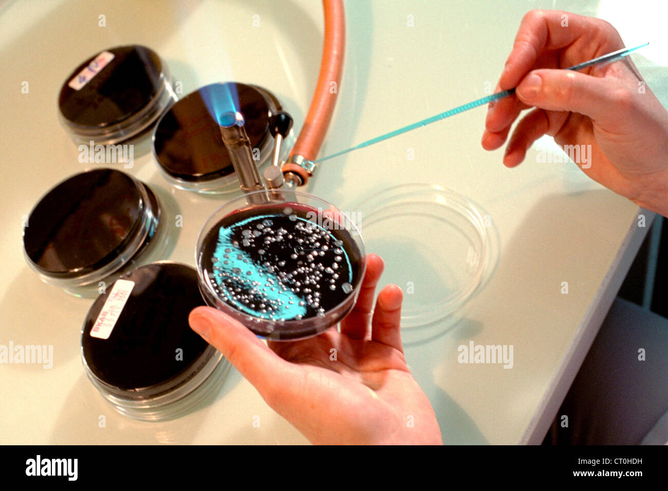 Legionella colonies hires stock photography and images Alamy