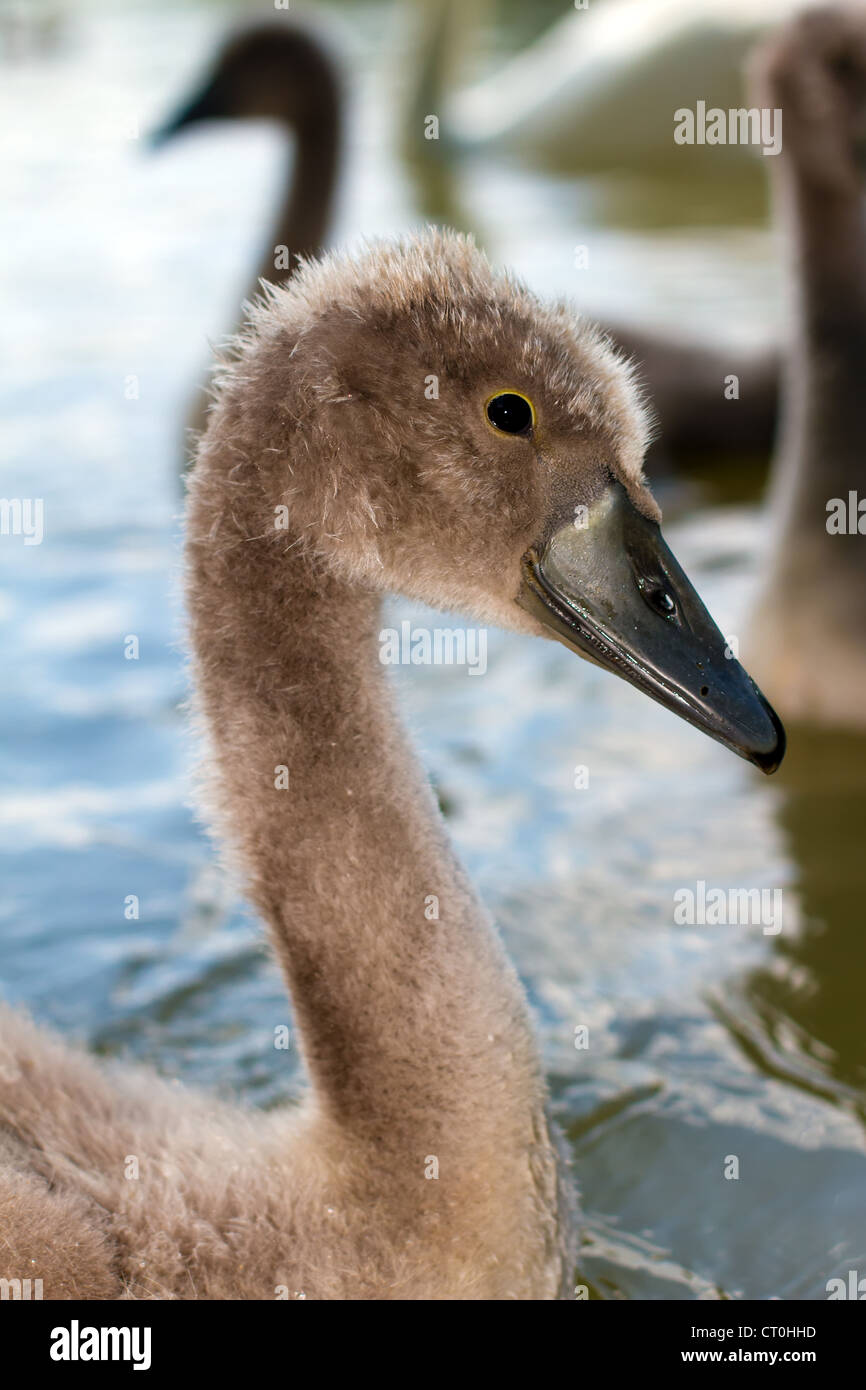 A young sygnet in a small lake in england Stock Photo