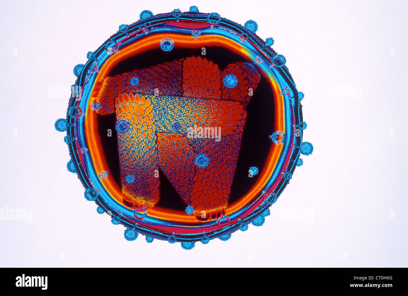 Influenza virus virions hi-res stock photography and images - Alamy