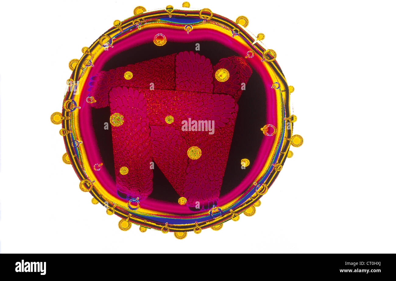 Influenza virus virions hi-res stock photography and images - Alamy
